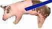 Pig Pipes